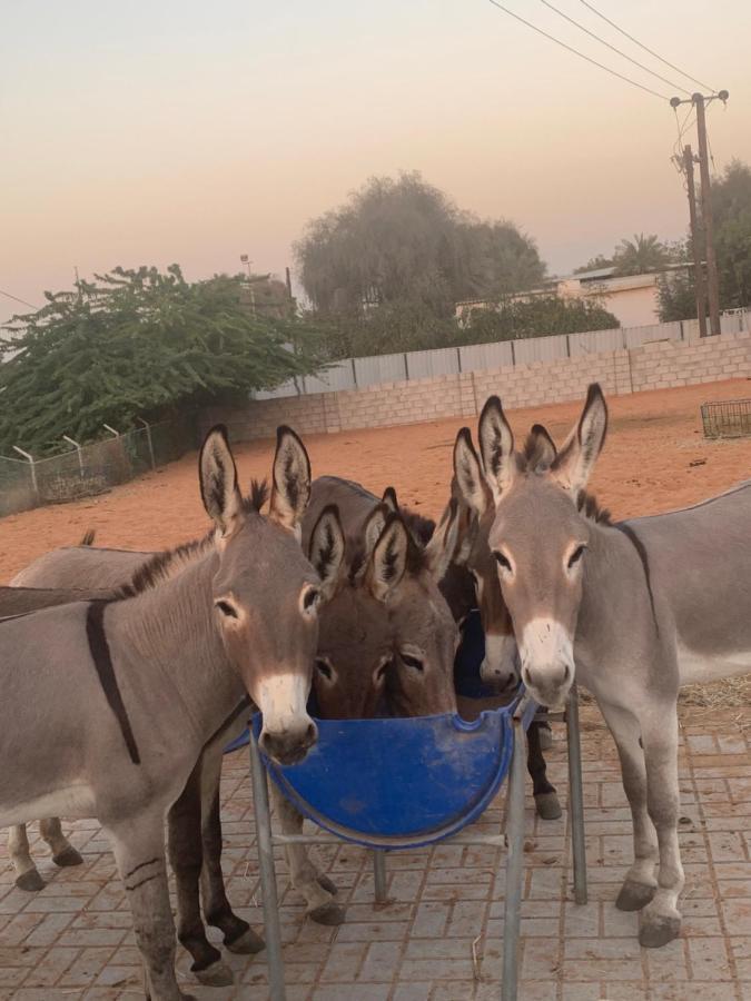 מלון ראס אל חאימה Rak Glamping מראה חיצוני תמונה